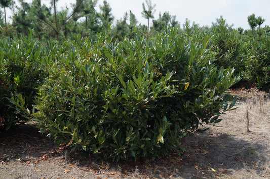 Prunus laurocerasus 'Otto Luyken' meerstammig / struik struik