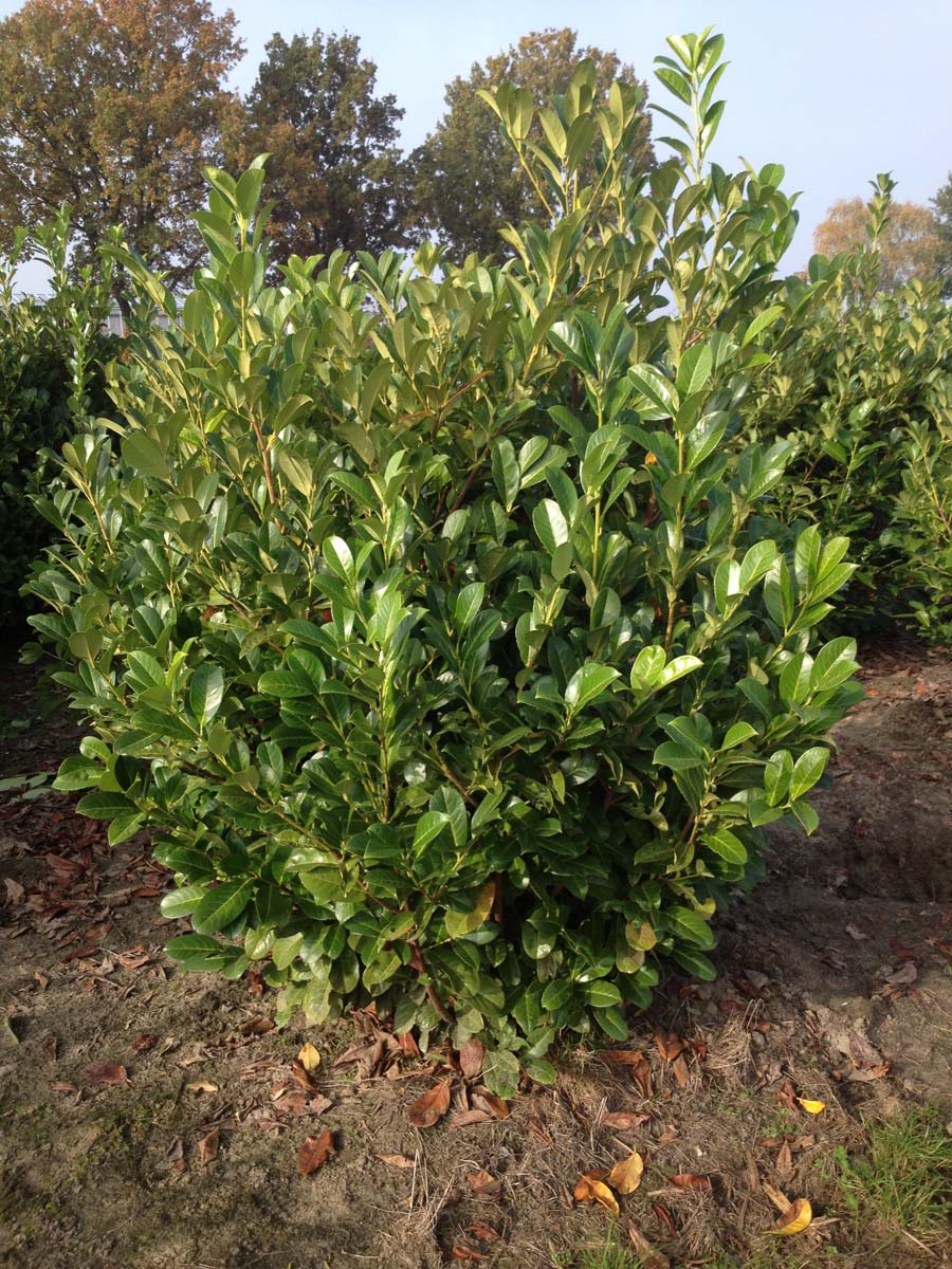 Prunus laurocerasus 'Rotundifolia' meerstammig / struik struik