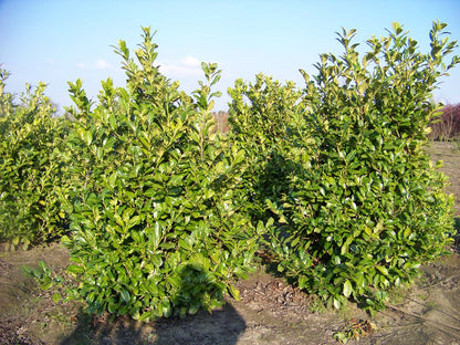 Prunus laurocerasus 'Rotundifolia' meerstammig / struik struik