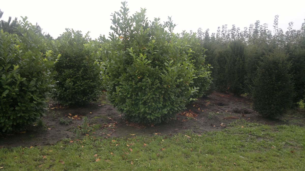 Prunus laurocerasus 'Rotundifolia' meerstammig / struik struik