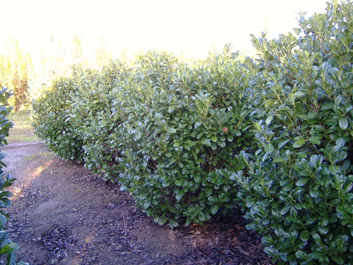 Prunus laurocerasus 'Rotundifolia' meerstammig / struik struik