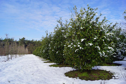 Prunus laurocerasus 'Schipkaensis' meerstammig / struik struik