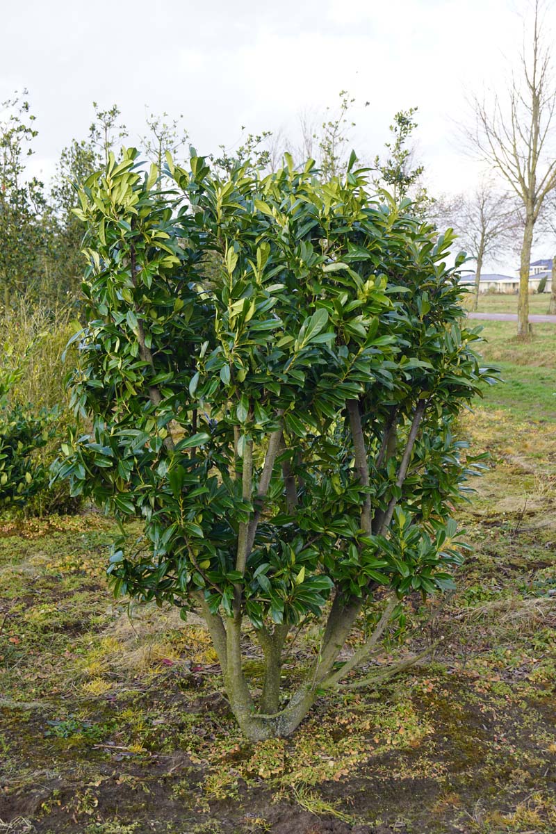 Prunus laurocerasus meerstammig / struik struik