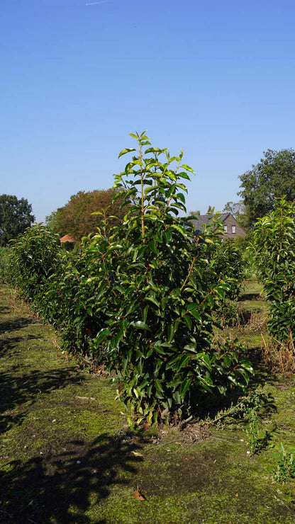 Prunus lusitanica meerstammig / struik struik