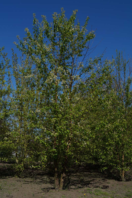 Prunus maackii 'Amber Beauty' meerstammig / struik meerstammig