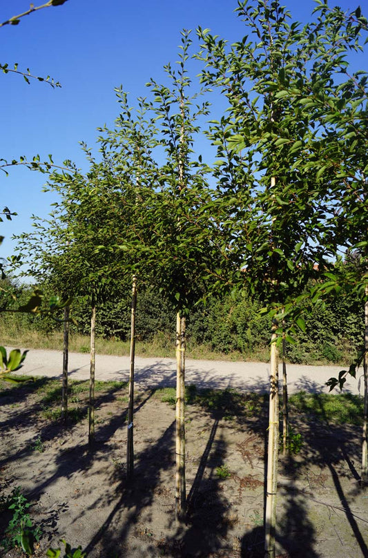 Prunus 'Mieke' op stam