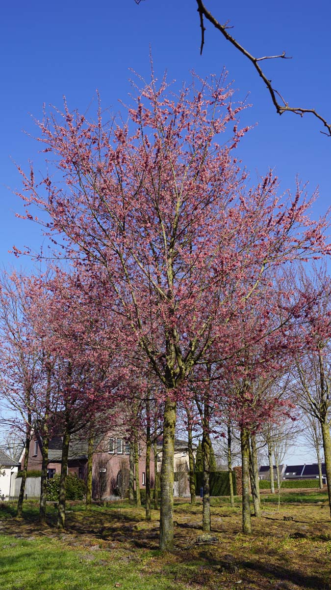 Prunus 'Okame' op stam op stam