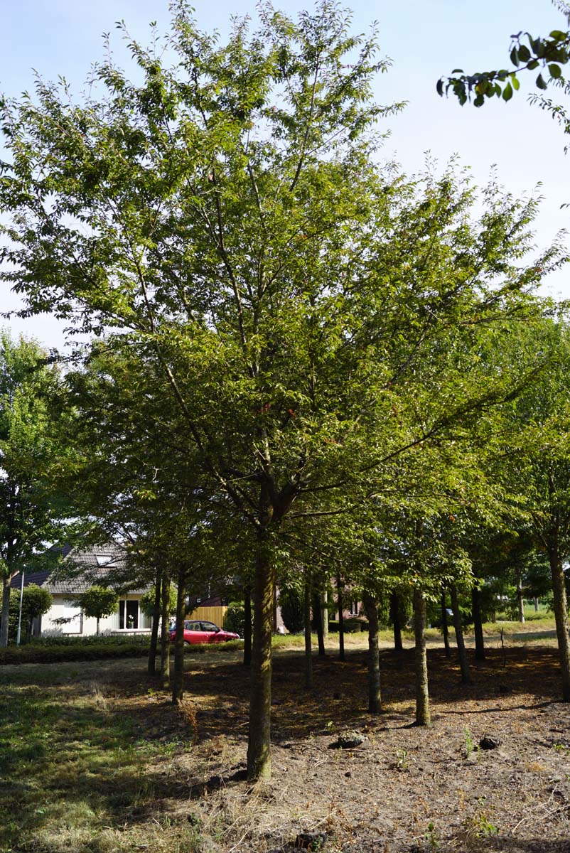 Prunus 'Okame' op stam op stam