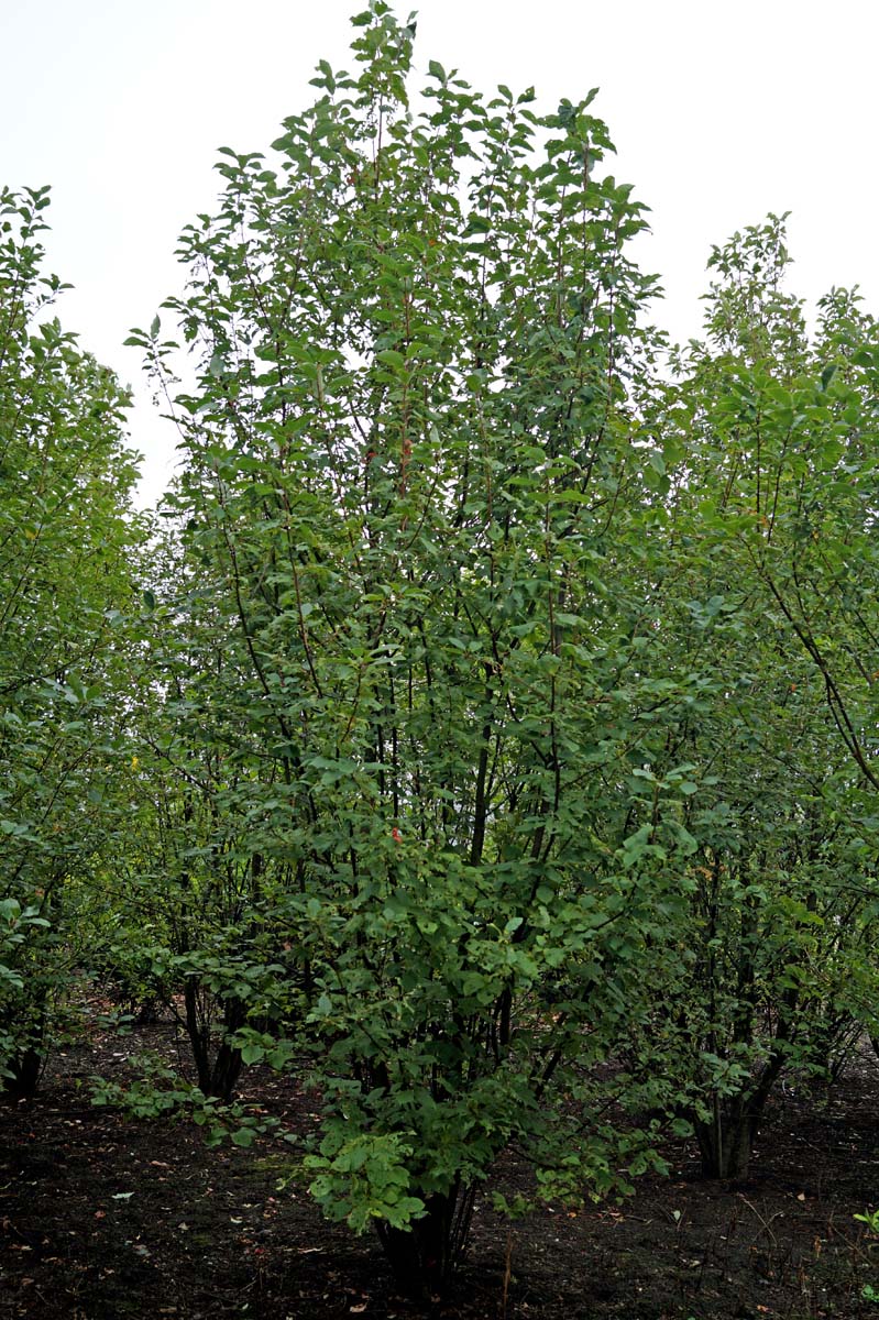 Prunus padus meerstammig / struik meerstammig