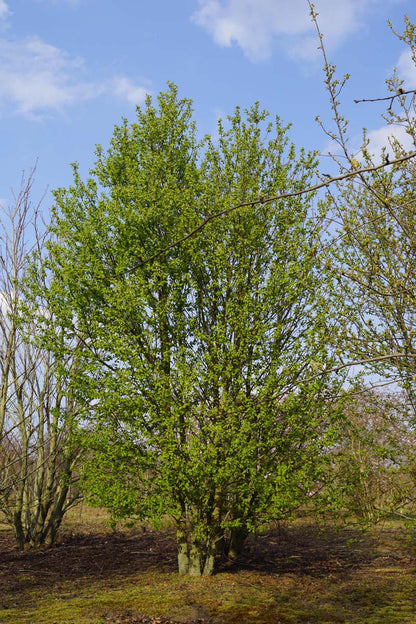 Prunus padus meerstammig / struik meerstammig