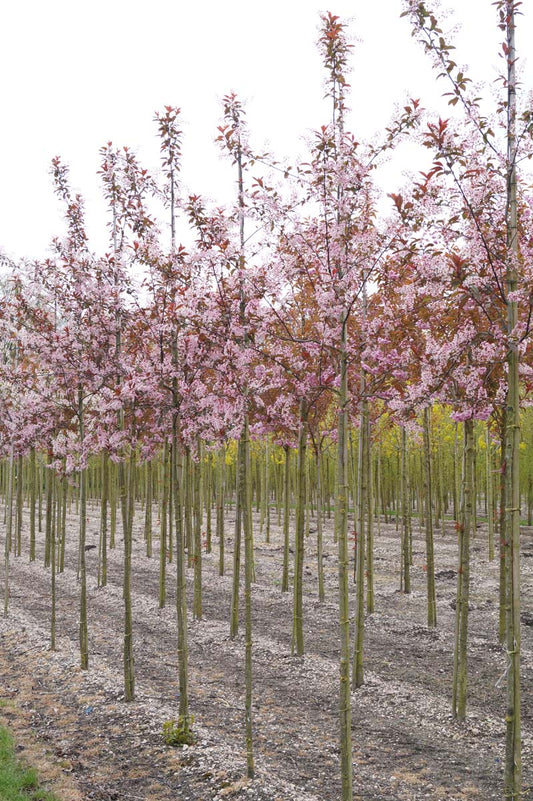 Prunus padus 'Colorata' op stam op stam