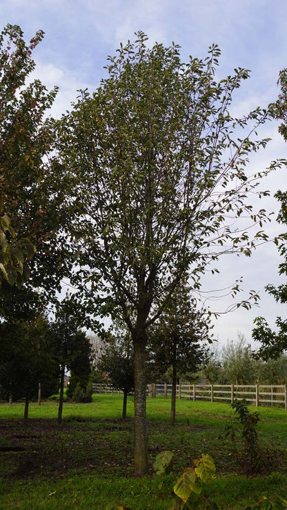 Prunus padus 'Watereri' op stam