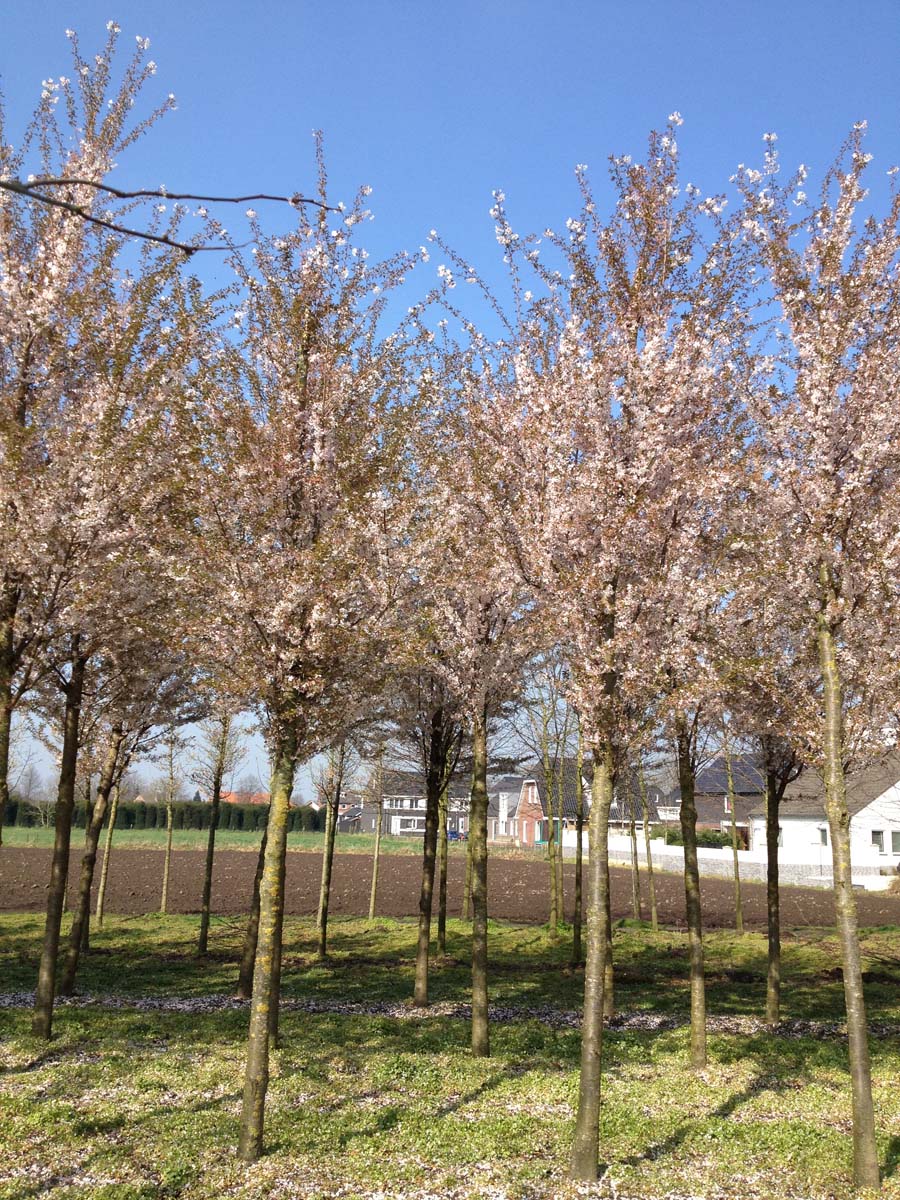 Prunus 'Pandora' op stam op stam