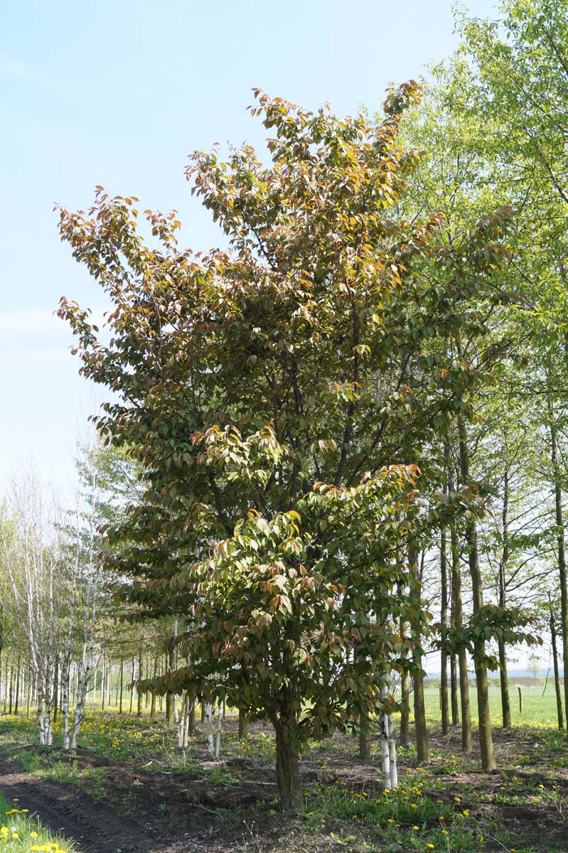 Prunus sargentii 'Charles Sargent' op stam