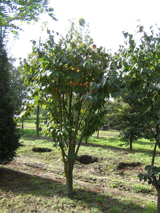 Prunus sargentii 'Charles Sargent' meerstammig / struik meerstammig