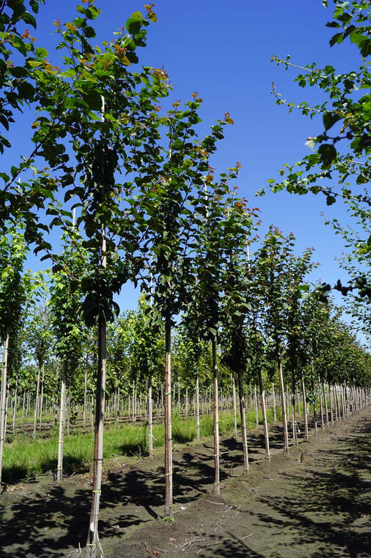 Prunus sargentii 'Rancho' op stam op stam