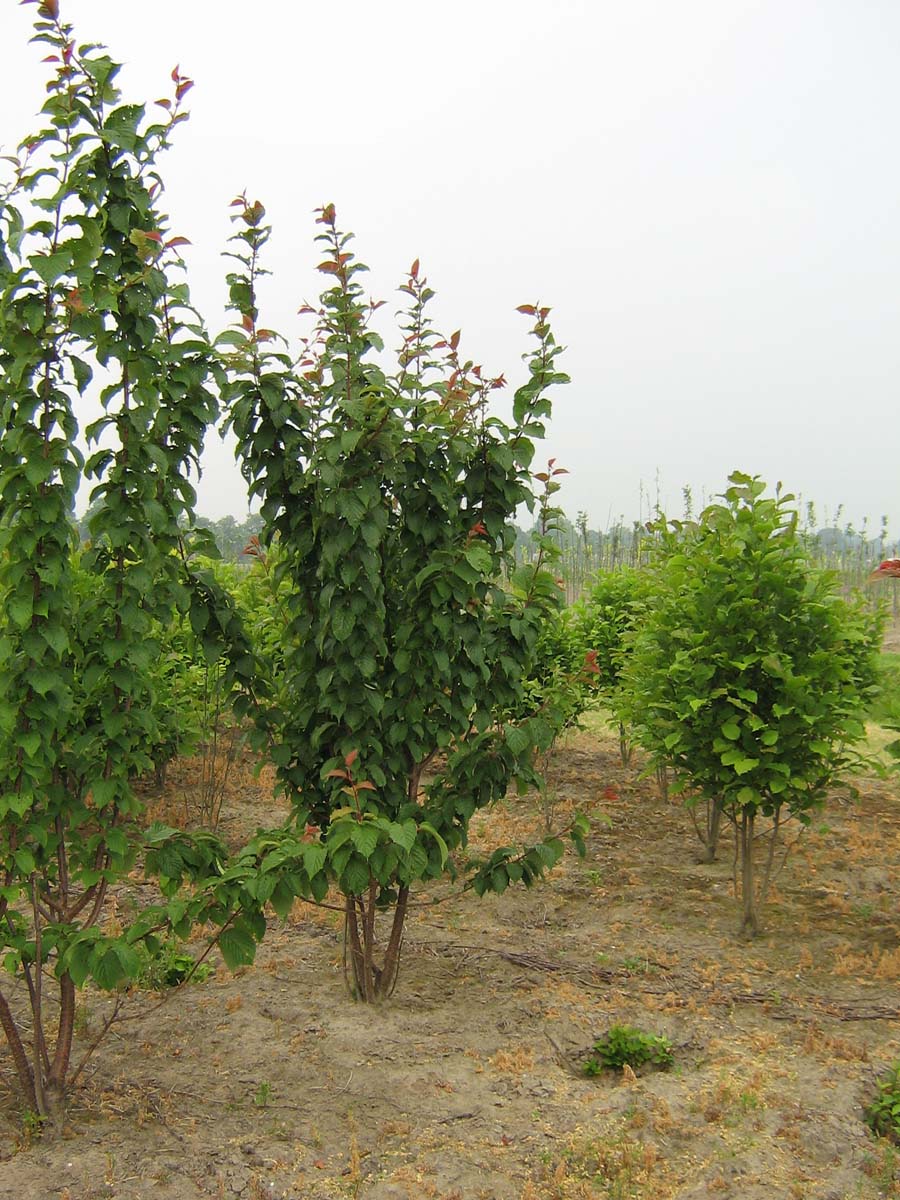 Prunus sargentii 'Rancho' meerstammig / struik meerstammig