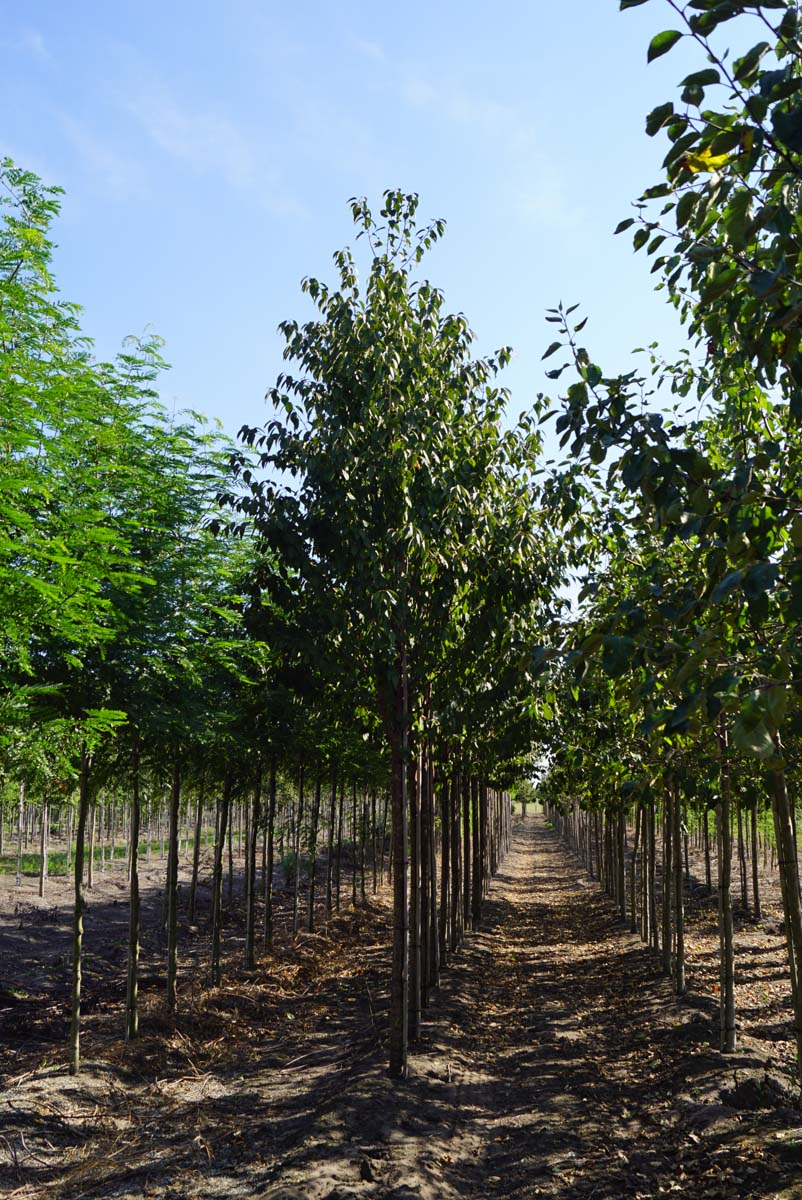 Prunus schmittii op stam op stam