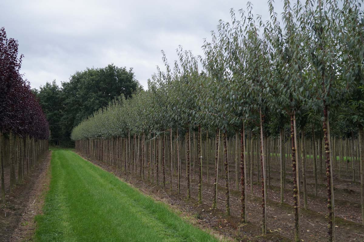 Prunus serrula op stam op stam