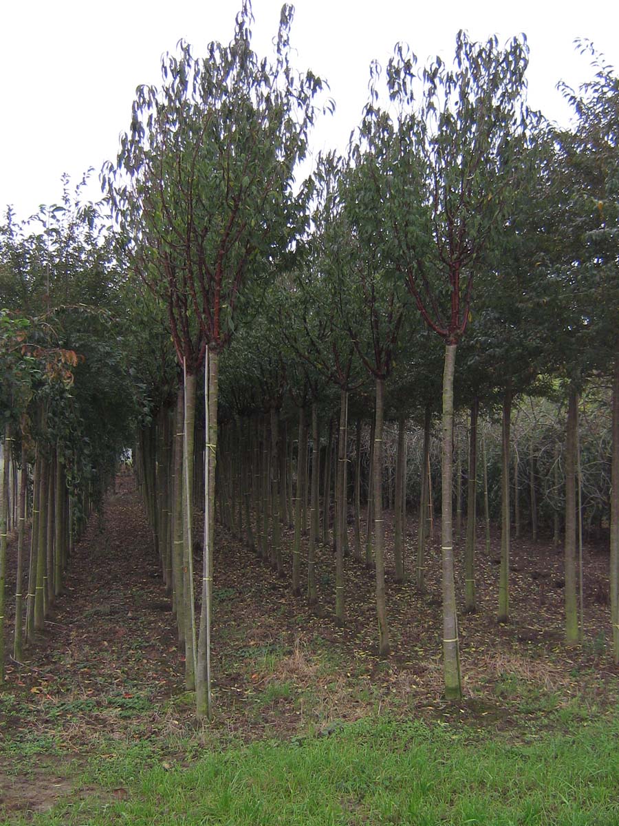 Prunus serrula op stam op stam