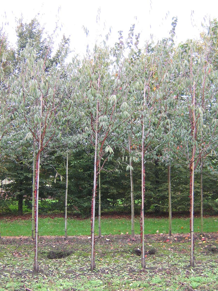 Prunus serrula op stam op stam