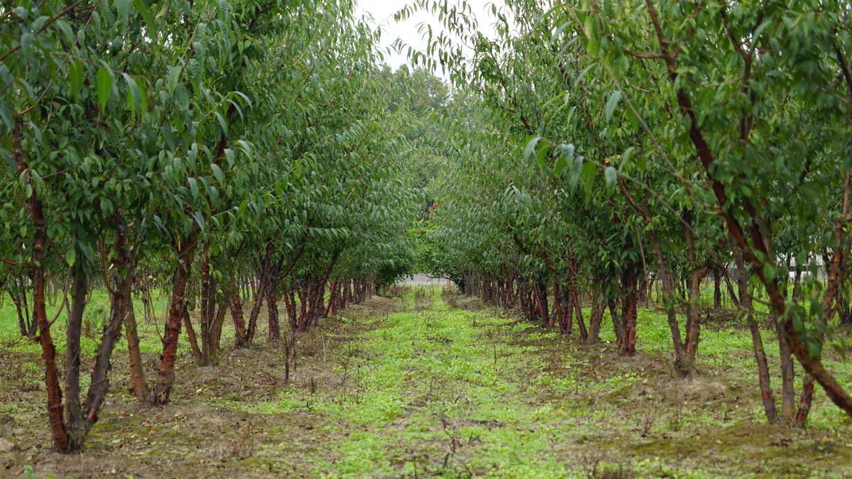 Prunus serrula meerstammig / struik meerstammig