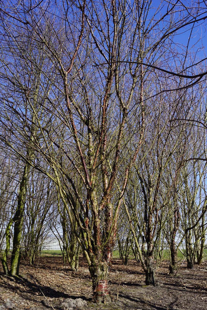 Prunus serrula meerstammig / struik meerstammig