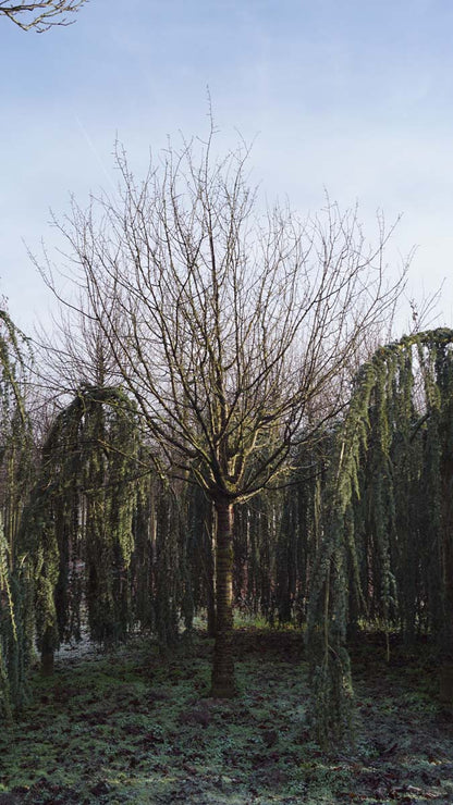 Prunus serrula op stam op stam