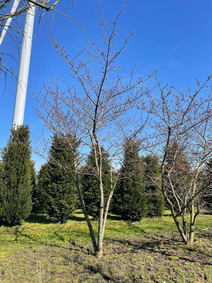 Prunus serrulata 'Fugenzo' meerstammig / struik meerstammig