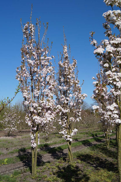 Prunus serrulata 'Amanogawa' meerstammig / struik meerstammig