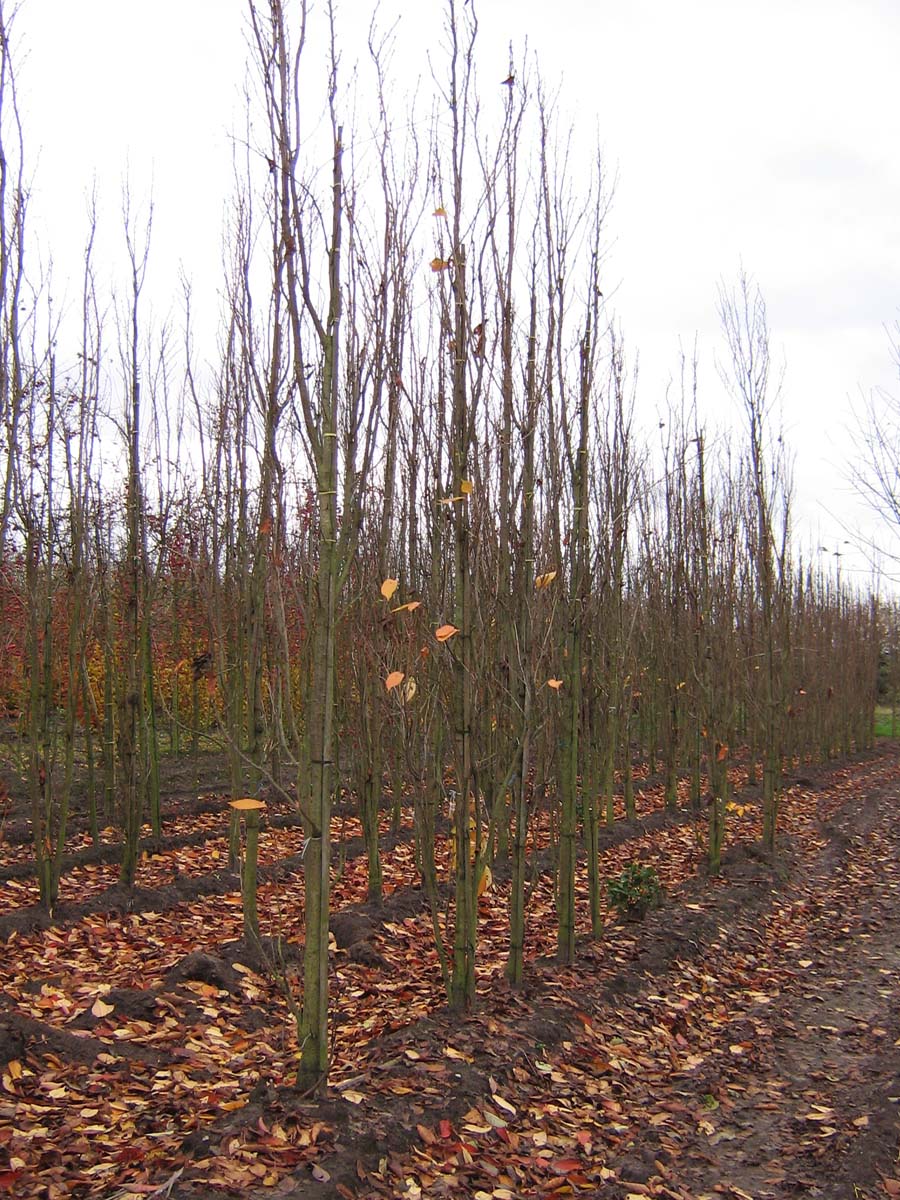 Prunus serrulata 'Amanogawa' meerstammig / struik meerstammig