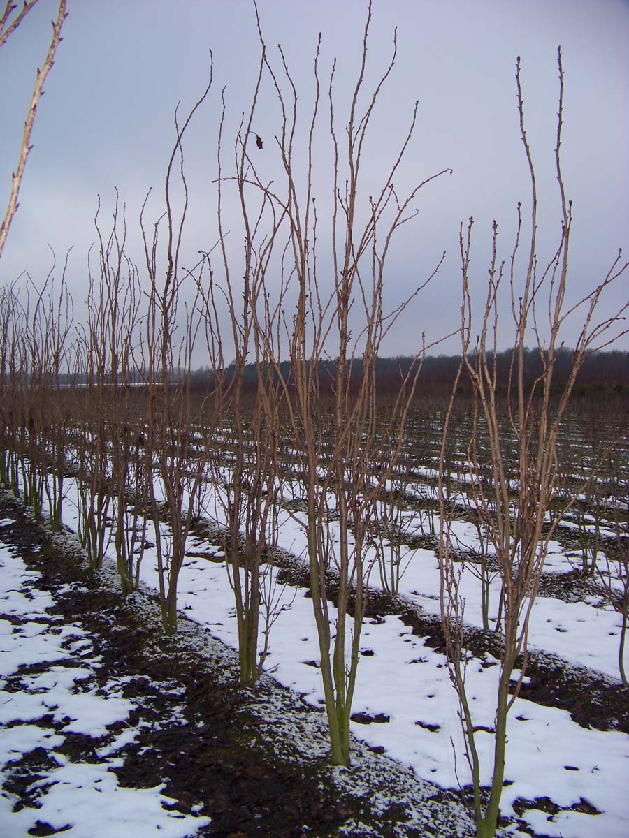 Prunus serrulata 'Amanogawa' meerstammig / struik meerstammig