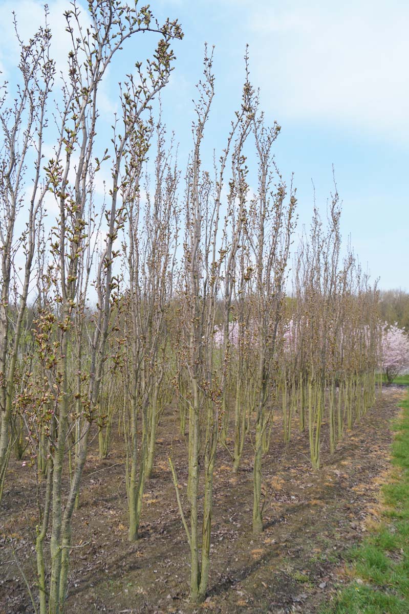 Prunus serrulata 'Amanogawa' meerstammig / struik meerstammig