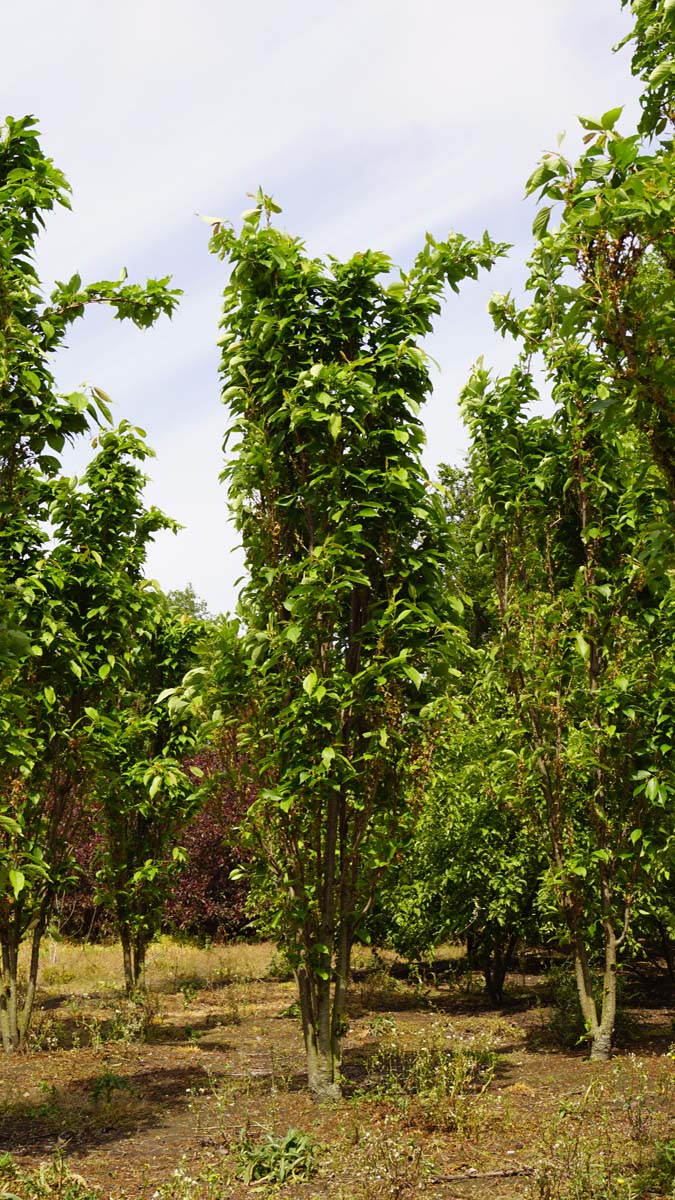 Prunus serrulata 'Amanogawa' meerstammig / struik meerstammig