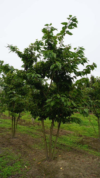 Prunus serrulata 'Fugenzo' meerstammig / struik meerstammig