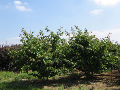 Prunus serrulata 'Fugenzo' meerstammig / struik meerstammig