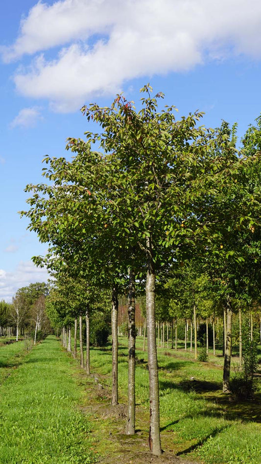 Prunus serrulata 'Fugenzo' op stam op stam