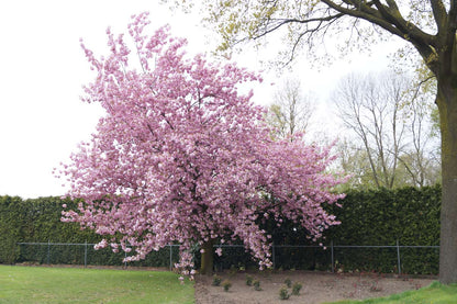 Prunus serrulata 'Kanzan' op stam op stam