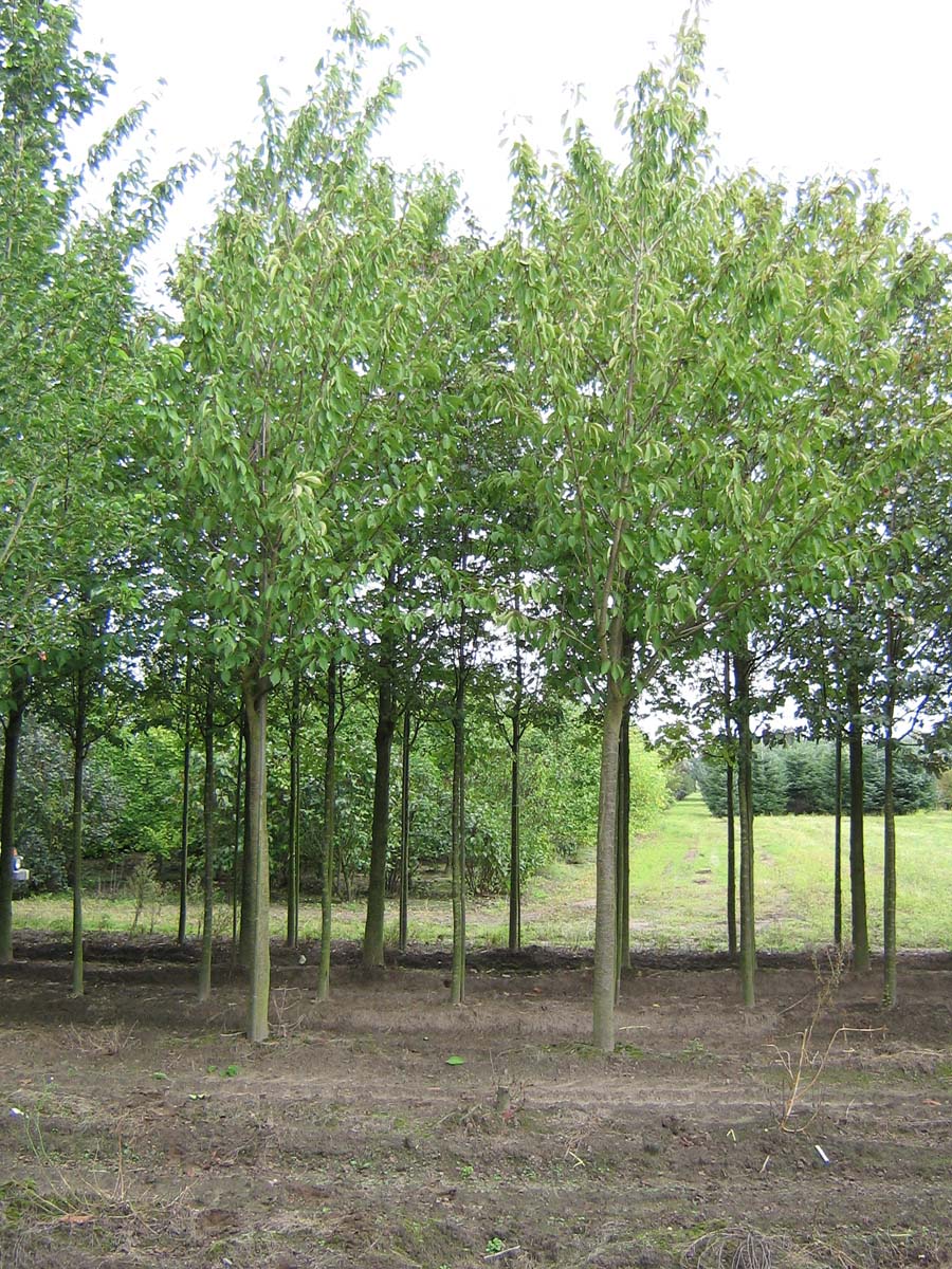 Prunus serrulata 'Kanzan' op stam op stam