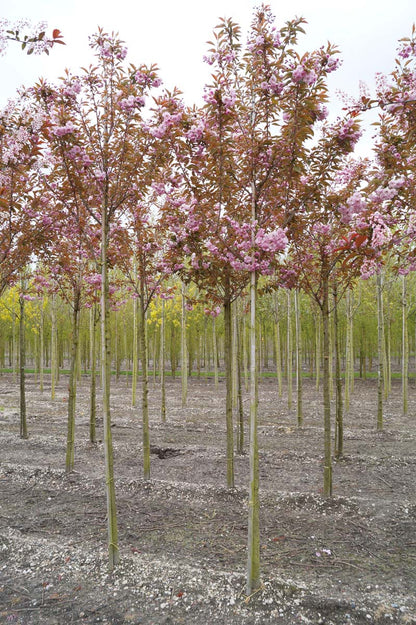 Prunus serrulata 'Kanzan' op stam op stam