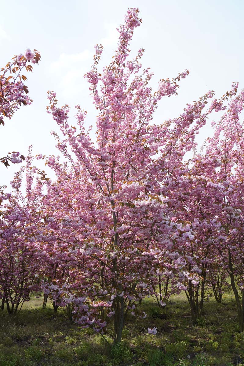 Prunus serrulata 'Kanzan' meerstammig / struik meerstammig