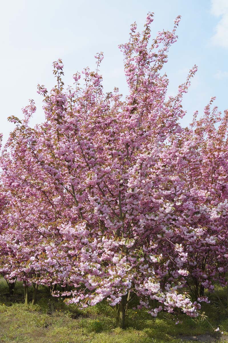 Prunus serrulata 'Kanzan' meerstammig / struik meerstammig