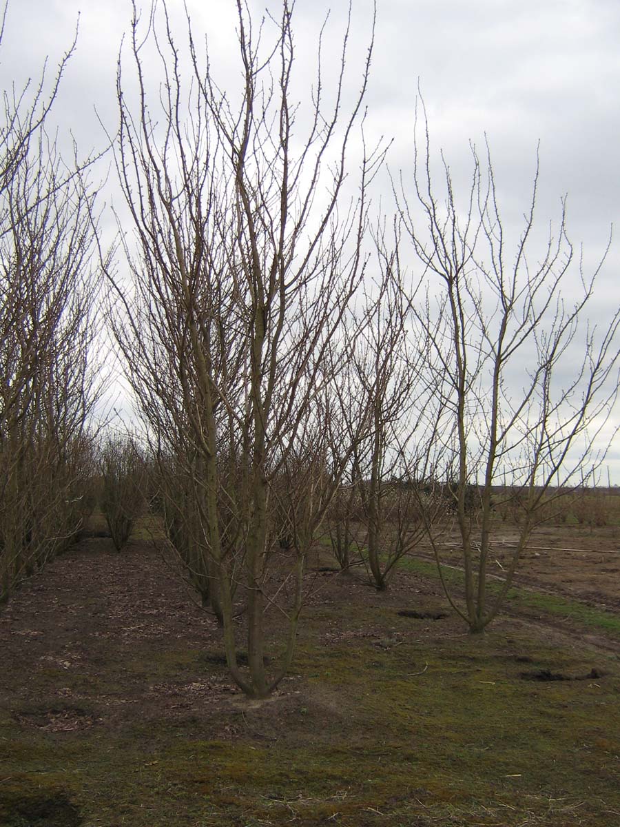 Prunus serrulata 'Kanzan' meerstammig / struik meerstammig