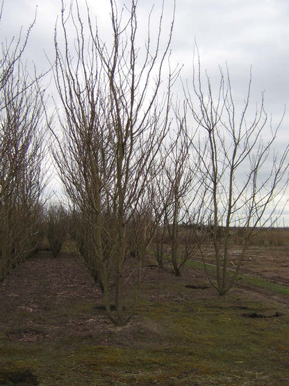 Prunus serrulata 'Kanzan' meerstammig / struik meerstammig