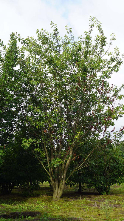 Prunus serrulata 'Kanzan' meerstammig / struik meerstammig