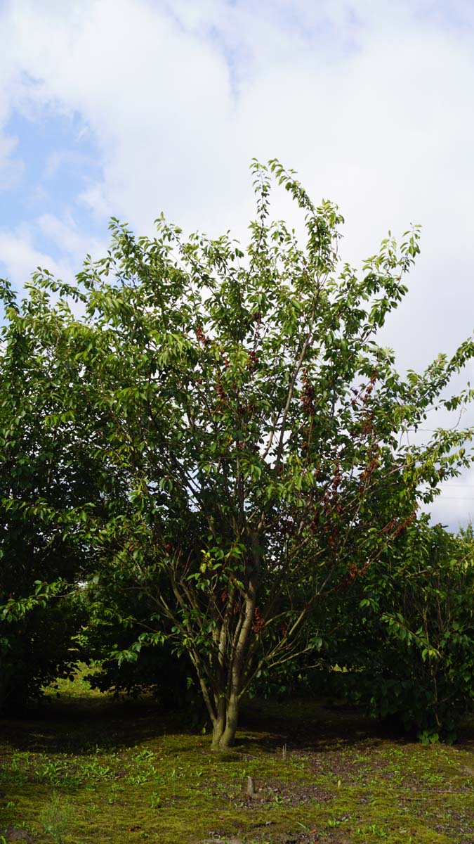 Prunus serrulata 'Kanzan' meerstammig / struik meerstammig