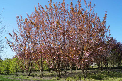 Prunus serrulata 'Kanzan' meerstammig / struik meerstammig