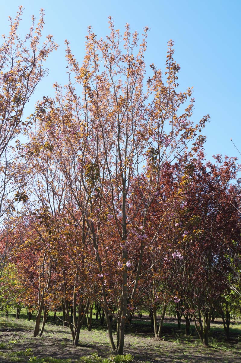 Prunus serrulata 'Kanzan' meerstammig / struik meerstammig