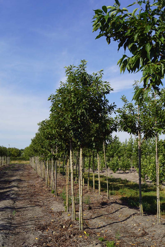 Prunus serrulata 'Pink Perfection' op stam op stam