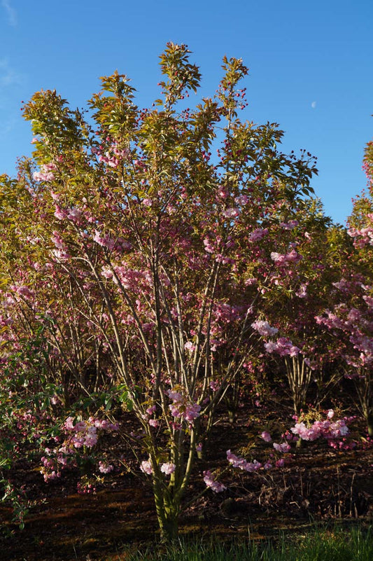 Prunus serrulata 'Pink Perfection' meerstammig / struik meerstammig